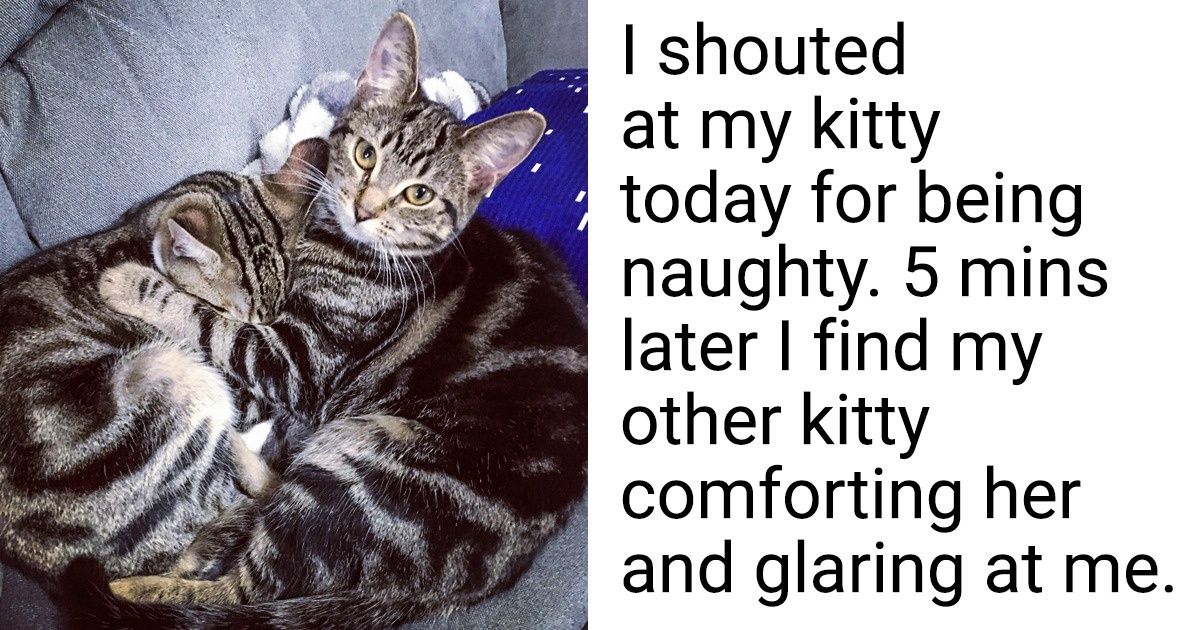 19 Times Our Pets Poked Us Right in the Heart