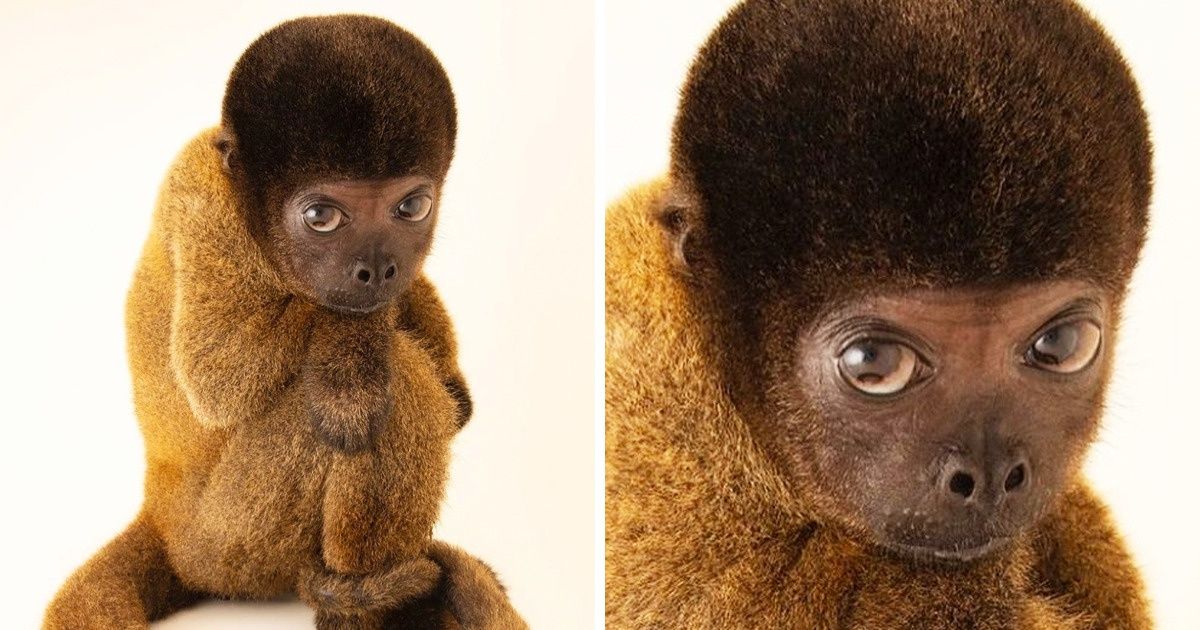 20+ Times Nature Got a Little Bit Distracted When Creating Animals 20+ Times Nature Got a Little Bit Distracted When Creating Animals