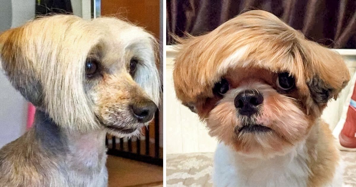 Dogs w human hair best sale