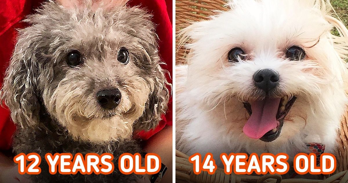 18 Elderly Fluffies That Can Easily Beat Any Newbie in a Charm Contest