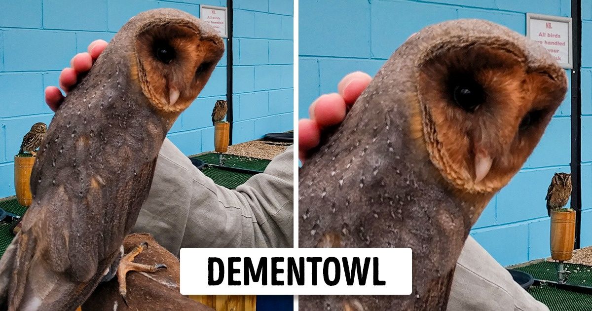 20 Animals That Look Like They’ve Turned to the Dark Side 20 Animals That Look Like They’ve Turned to the Dark Side