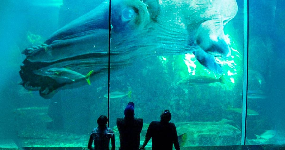 11 Incredible Animals You’ve Probably Never Even Heard of 11 Incredible Animals You’ve Probably Never Even Heard of