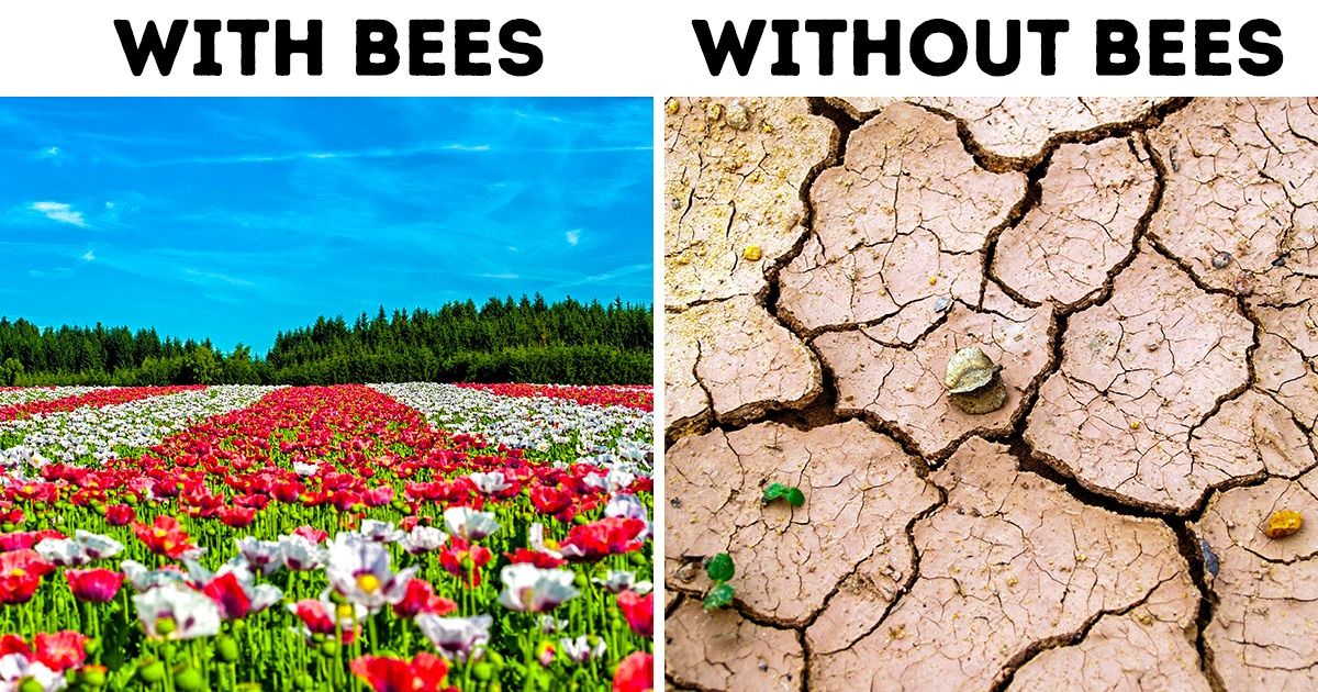 Why Bees Are So Important and What We Can Do to Prevent Them From