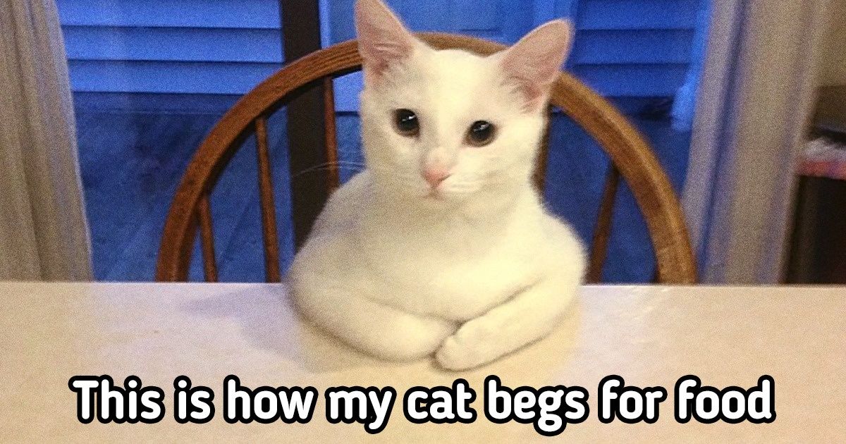 20 Cats Who Accidentally Broke Their “Default” Settings 20 Cats Who Accidentally Broke Their “Default” Settings