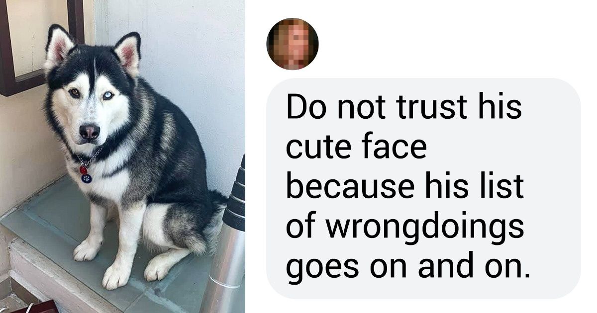 20+ Bright Side Readers Shared the Crazy Things Their Pets Did While They Were Away 20+ Bright Side Readers Shared the Crazy Things Their Pets Did While They Were Away