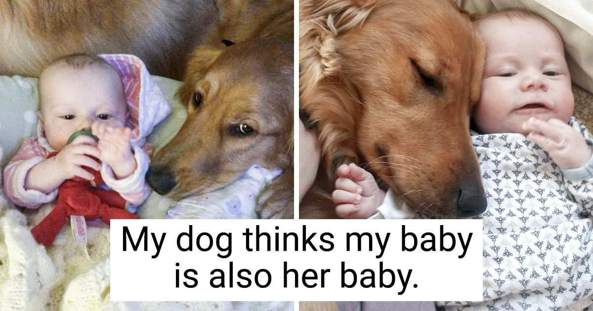 20 Animals Who Love People So Much, It Seems They’ll Blurt Out, “Mommy!” Any Second