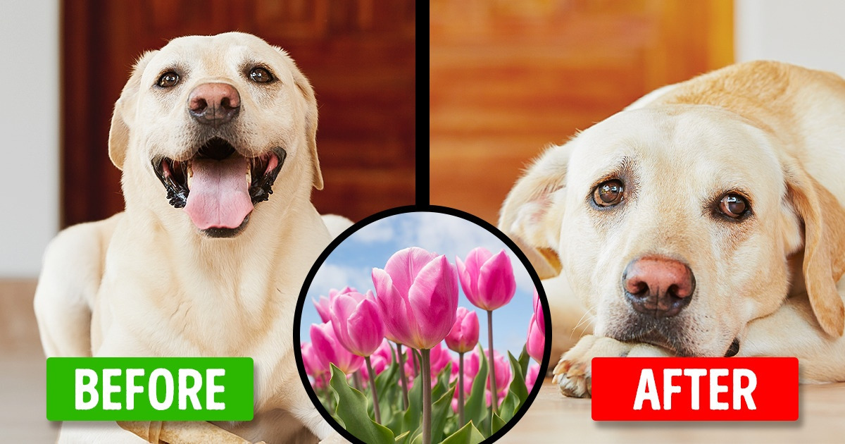 15 Plants to Avoid If You Have Pets