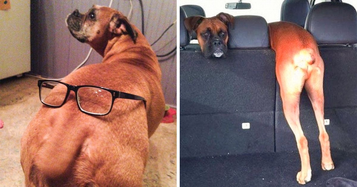30+ Powerful Reasons Why Having a Boxer Can Change Your Life