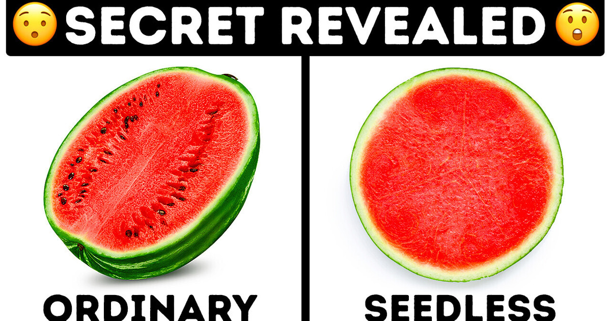 How Farmers Grow Seedless Fruits If There Are NO Seeds How Farmers Grow Seedless Fruits If There Are NO Seeds