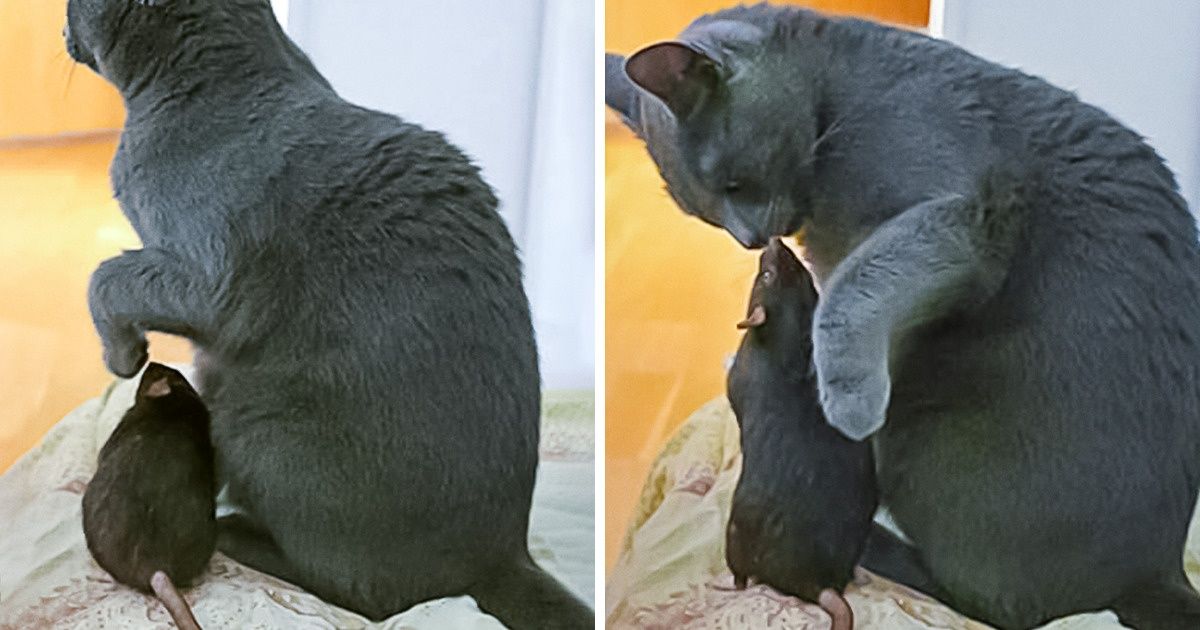 20+ Unexpected Animal Friendships That Prove Love Knows No Boundaries 20+ Unexpected Animal Friendships That Prove Love Knows No Boundaries