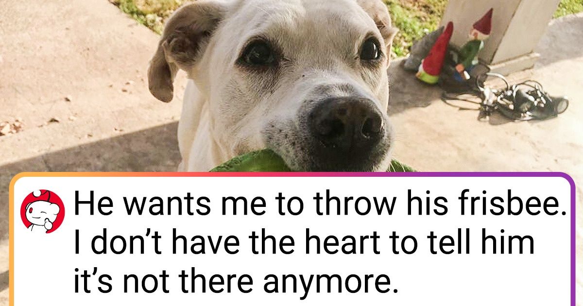 When Having a Pet Is Like Watching a Comedy Show From the First Row When Having a Pet Is Like Watching a Comedy Show From the First Row