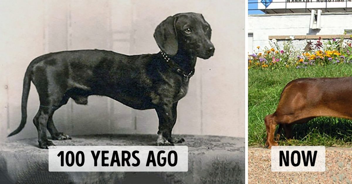 100 years in dog years