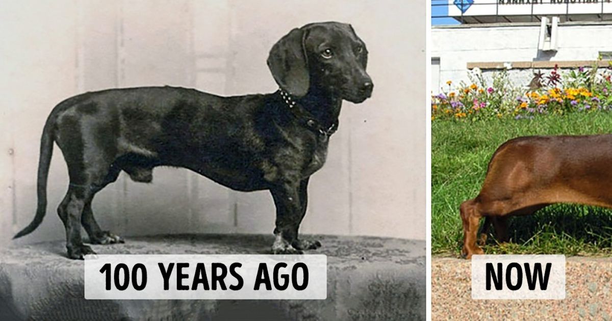 How Dog Breeds Have Changed Over The Last 100 Years Bright Side