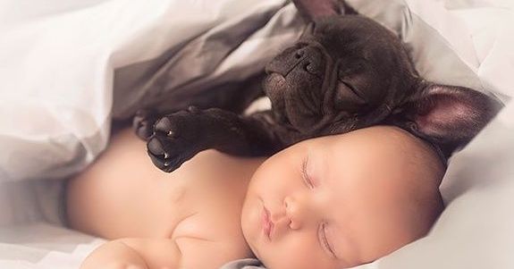 25 Photos of Bulldogs That Will Bring Smile to Your Face