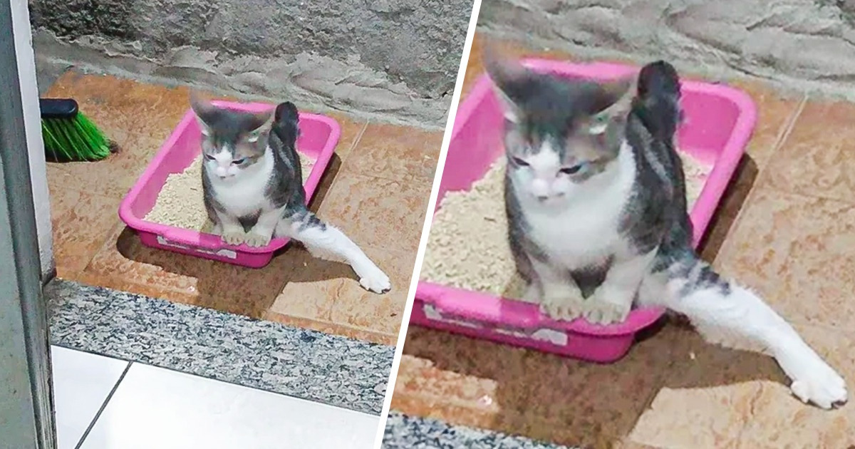 15 Animals Who Can Change Your Mood for the Better 15 Animals Who Can Change Your Mood for the Better