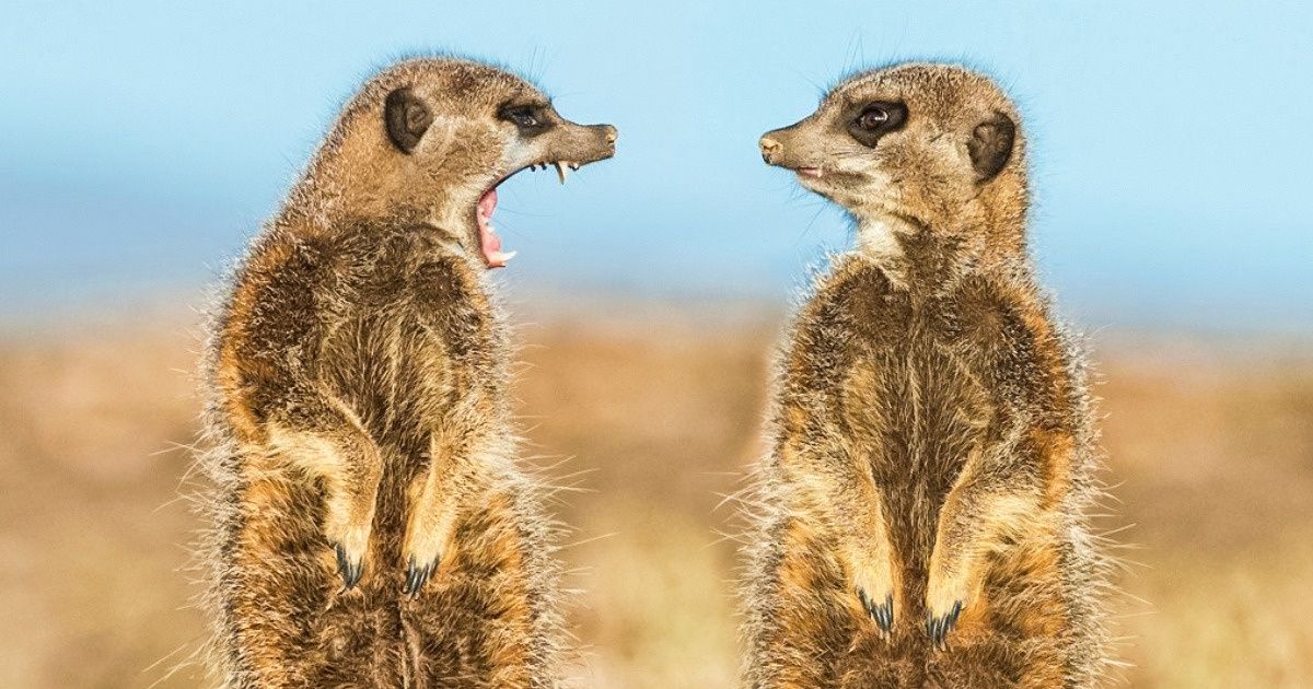 17 Animals Whose Emotions Drive Us Crazy