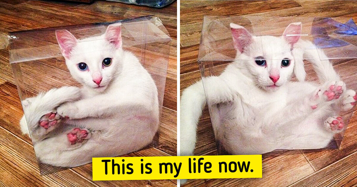 20 Animals Who Have Orchestrated Some Unexpected Situations