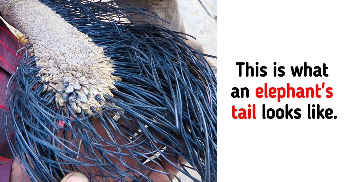 10+ Amazing Animal Facts That Even Your Biology Teacher Probably Doesn’t Know