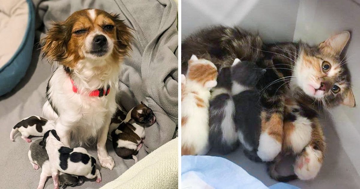 16 Pets Who Try Being the Best Parents, but Sometimes They Fail Too