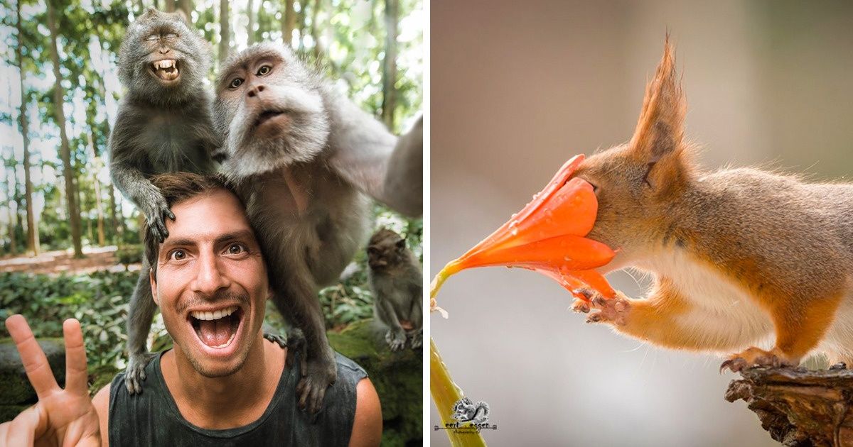 20 Times Animals Were So Curious, They Stole the Show 20 Times Animals Were So Curious, They Stole the Show