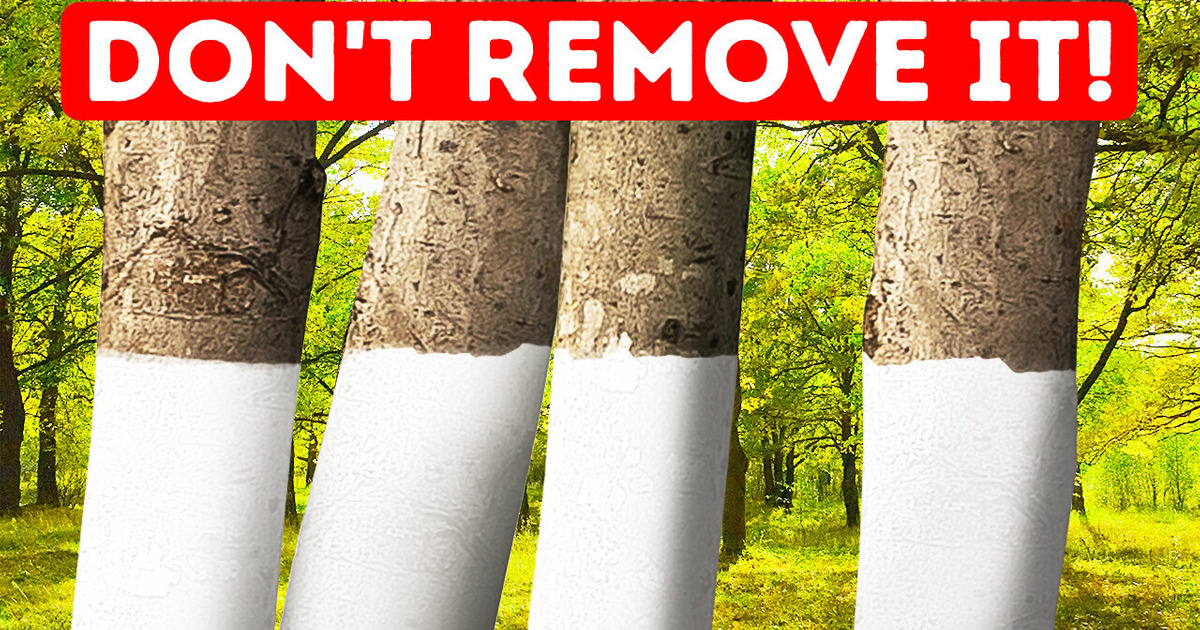 Why Some Trees Are Painted White + 11 Unobvious Why-s