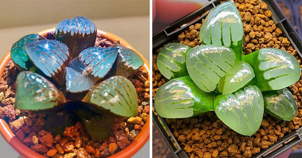 People Are Raising Translucent Succulents That Look Like Crystal Jewelry People Are Raising Translucent Succulents That Look Like Crystal Jewelry