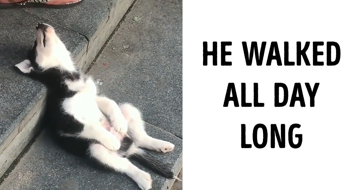 15 Pets Who Couldn’t Stay Awake for One More Second