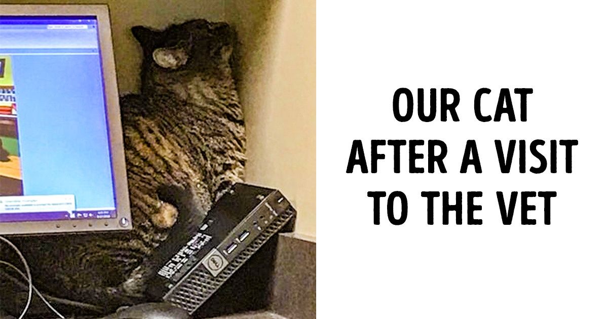 20+ Animals Who Tell You a Whole Story Without Saying a Word
