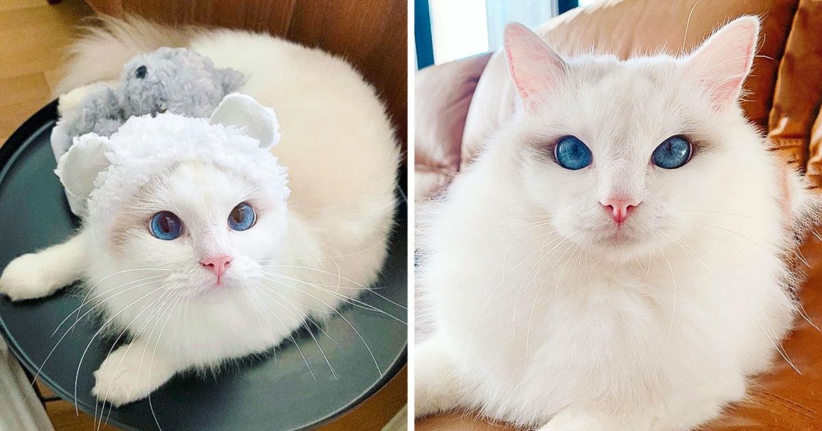 A Cat Is Winning the Internet Over With Its Bathtime Photos and Ocean Blue Eyes