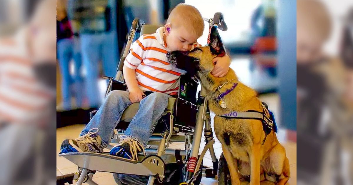 If a Service Dog Comes to You Without Its Owner, It Needs Your Help If a Service Dog Comes to You Without Its Owner, It Needs Your Help