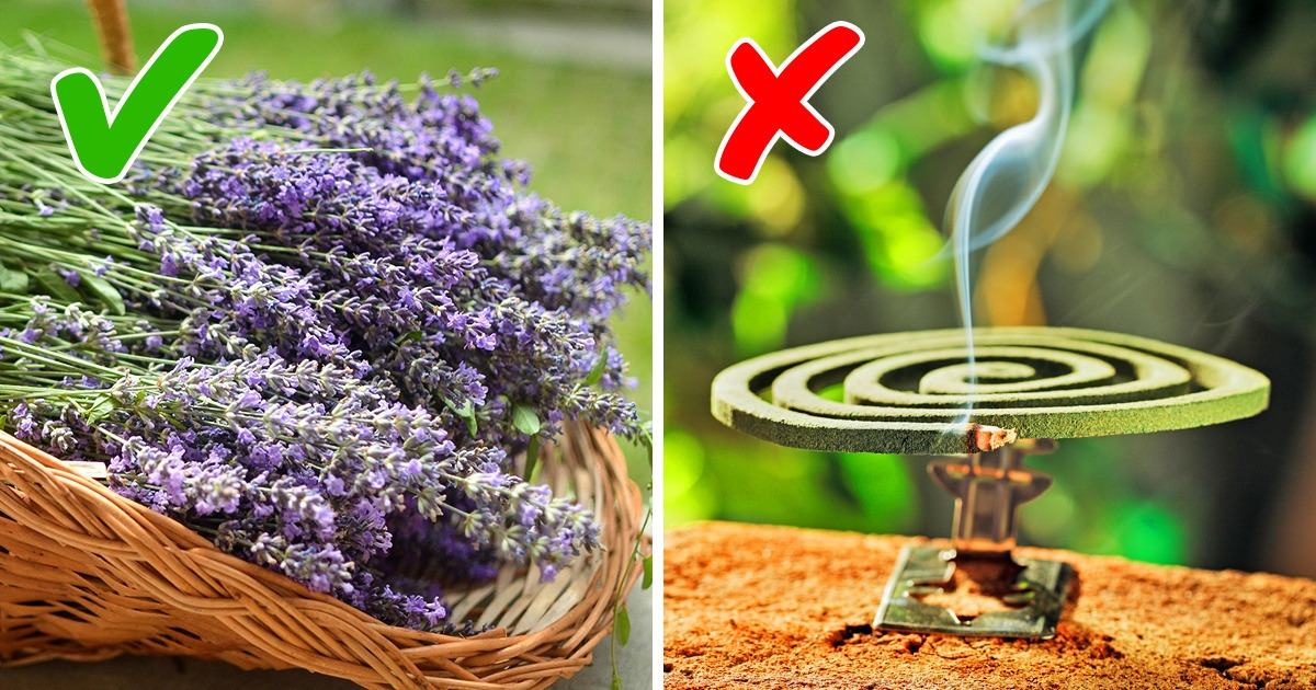 Keep Mosquitoes Away by Planting Certain Plants in Your Garden