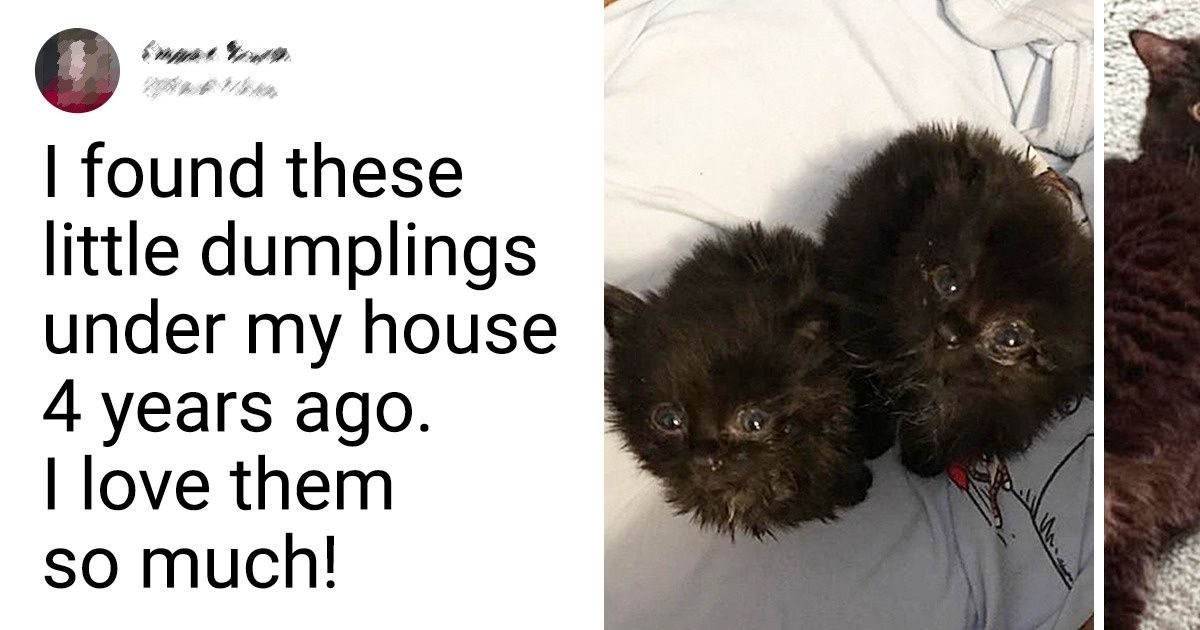 15+ Photos of Our Favorite Fluffy Rascals That Used to Be So Cute and Tiny 15+ Photos of Our Favorite Fluffy Rascals That Used to Be So Cute and Tiny