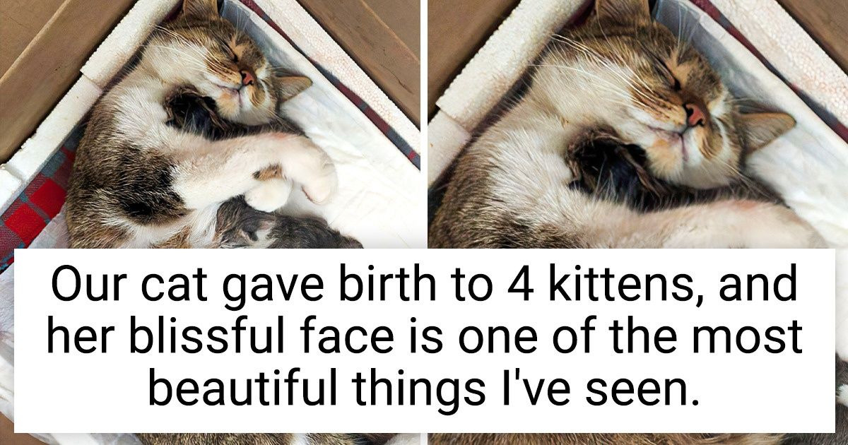 15 Animals Whose Emotions Speak Louder Than Their Purrs, Barks, and Chirps 15 Animals Whose Emotions Speak Louder Than Their Purrs, Barks, and Chirps