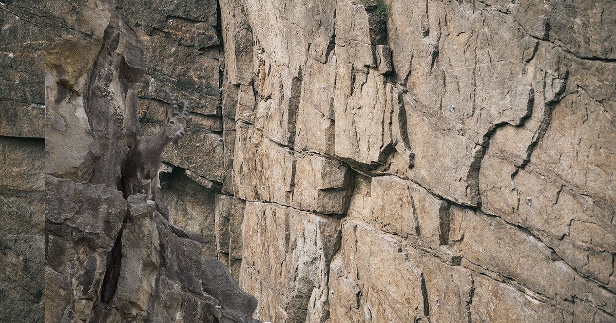 Find 15 Animals in the Pictures, and Become Part of the Most Attentive People Club Find 15 Animals in the Pictures, and Become Part of the Most Attentive People Club