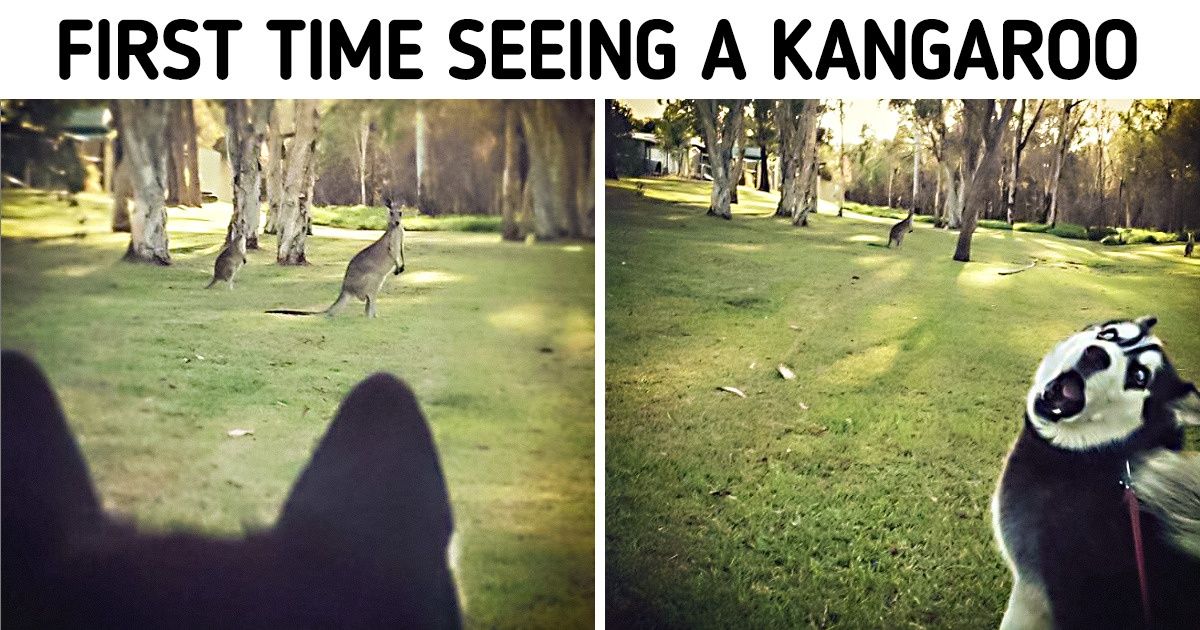 20 Animals Who Are on a Mission to Sweep Away Our Blues