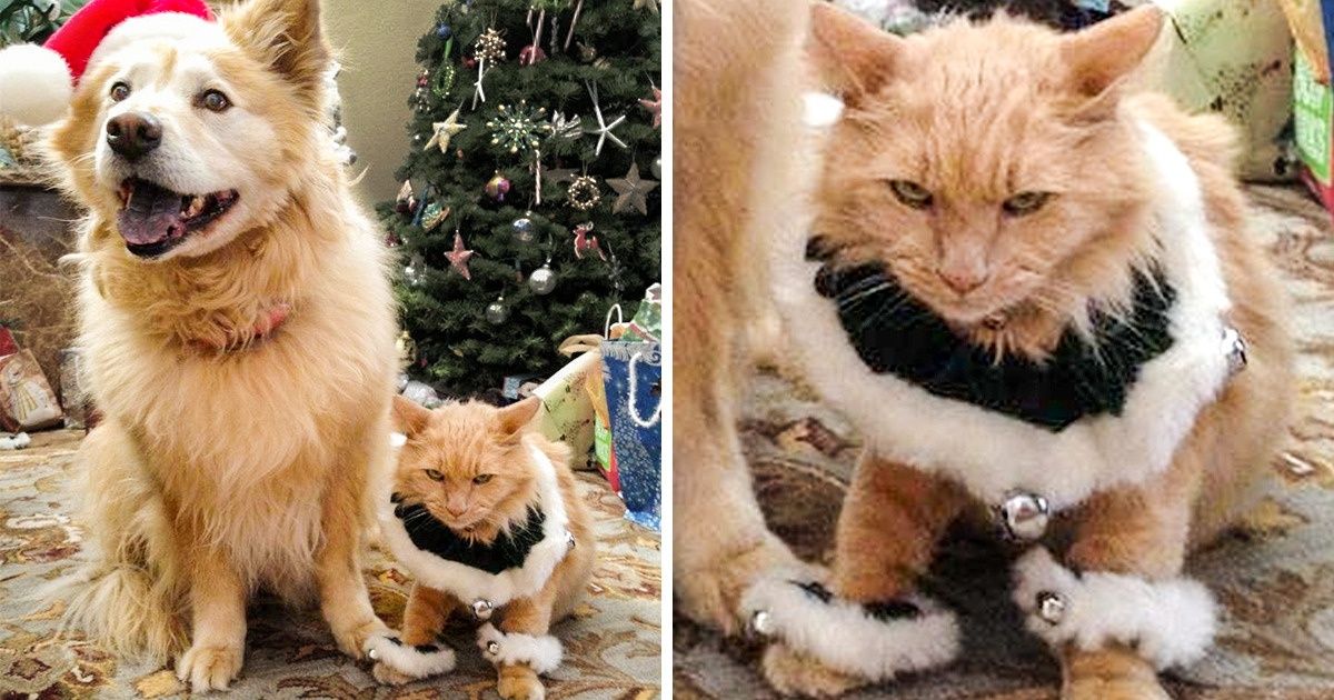 21 Pets Who Totally Aren’t Into This Whole Christmas Thing