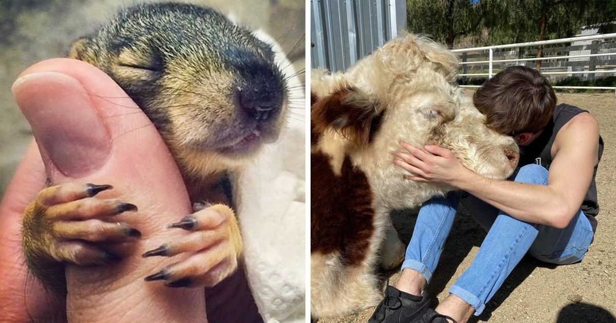 15+ Photos of Animals Giving Tons of Love That We All Need Right Now