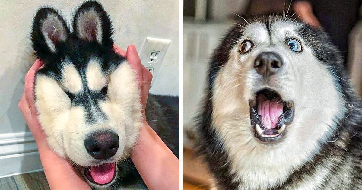 25 Photos That Can Make You Rush and Adopt a Couple of Huskies Right ...