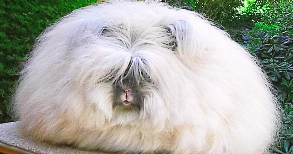 16 Pets Who Are So Hairy, You Can Almost Feel Them Tickling You Right Through the Screen 16 Pets Who Are So Hairy, You Can Almost Feel Them Tickling You Right Through the Screen