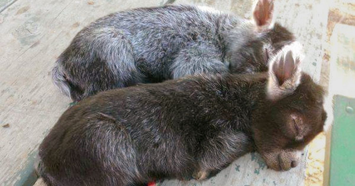16 Animal Photos That Are More Soothing Than Any Anti-Stress Pill 16 Animal Photos That Are More Soothing Than Any Anti-Stress Pill