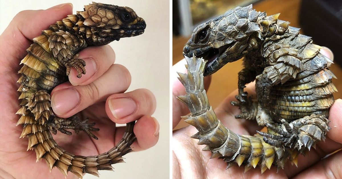 15+ Animals That Are So Rare, You’d Be Lucky to Spot One in the Wild 15+ Animals That Are So Rare, You’d Be Lucky to Spot One in the Wild