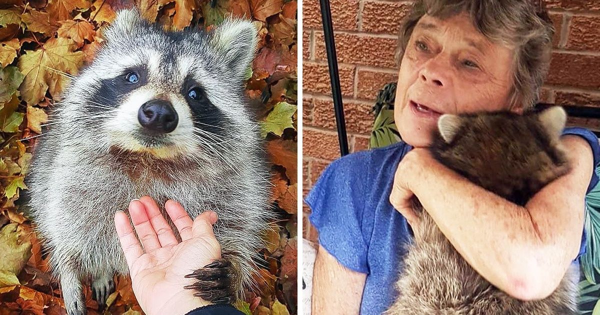 A Mom and Daughter Saved a Baby Raccoon 4 Years Ago, and He Keeps Showing Up at Their Door to Say Hi A Mom and Daughter Saved a Baby Raccoon 4 Years Ago, and He Keeps Showing Up at Their Door to Say Hi