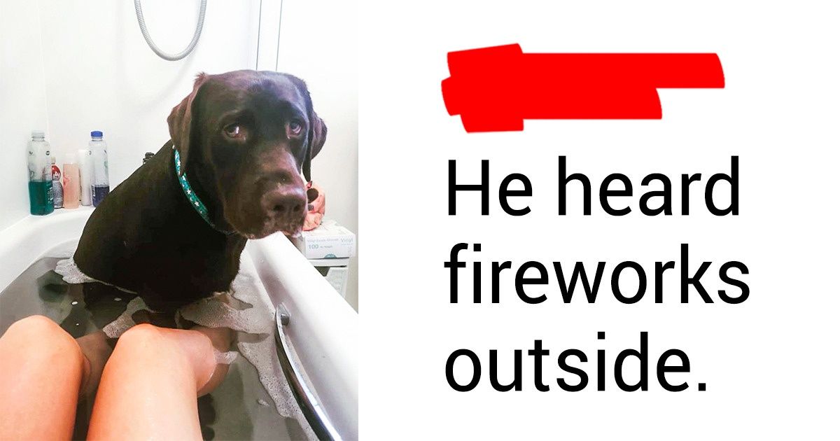 20+ Animals That Know for Sure Their Owners Love Them at Any Cost