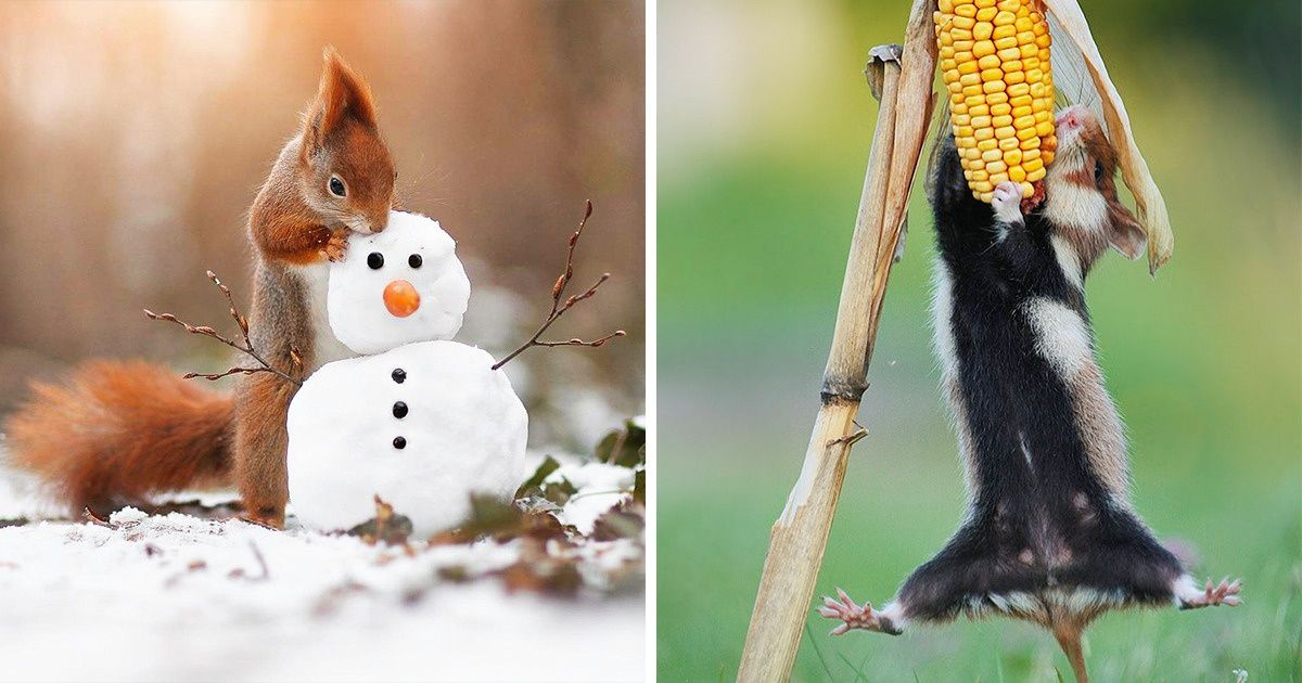 An Austrian Photographer Captures Uproarious Moments From Wild Animals’ Lives Like No One Else Can An Austrian Photographer Captures Uproarious Moments From Wild Animals’ Lives Like No One Else Can