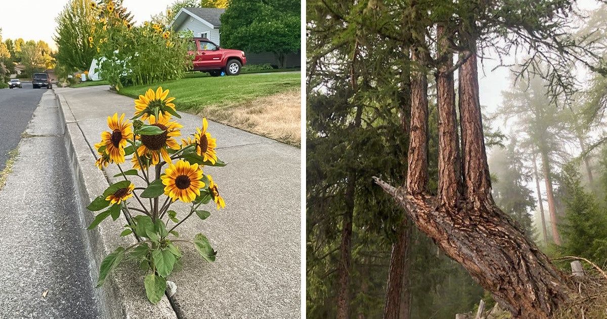 20 Times We Witnessed Mother Nature’s Will to Live