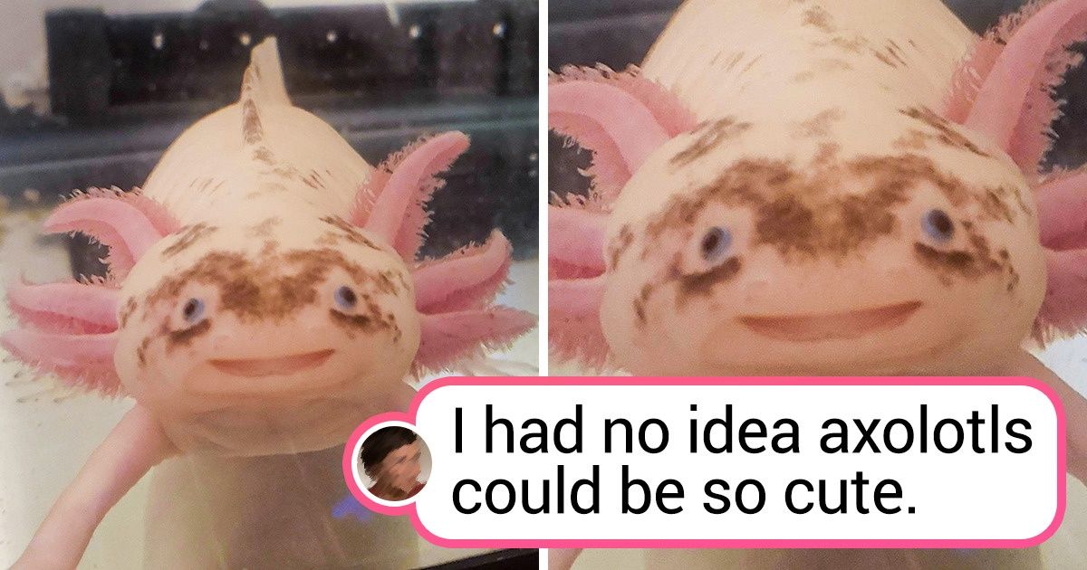 19 Animals Who Radiate Beauty In Their Own Special Ways 19 Animals Who Radiate Beauty In Their Own Special Ways