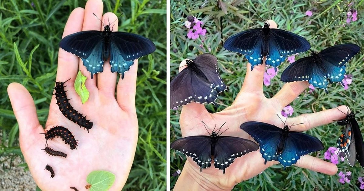 A Man From San Francisco Repopulates Rare Butterfly Species in His Own Backyard A Man From San Francisco Repopulates Rare Butterfly Species in His Own Backyard