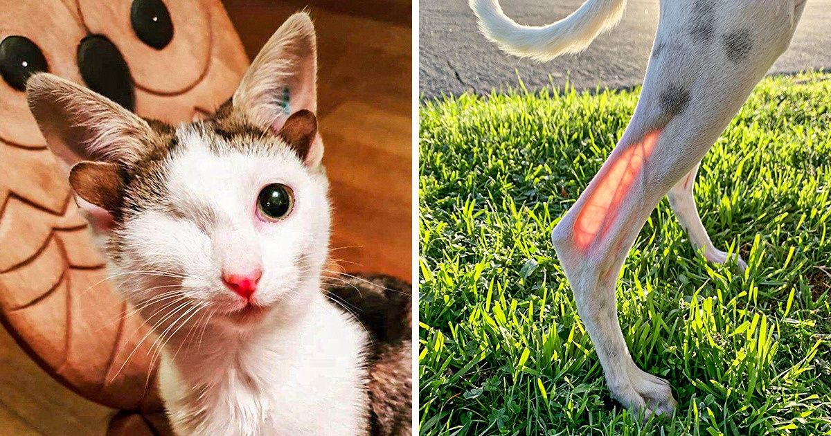 18 Times Animals Were Highlighted With a Unique Feature