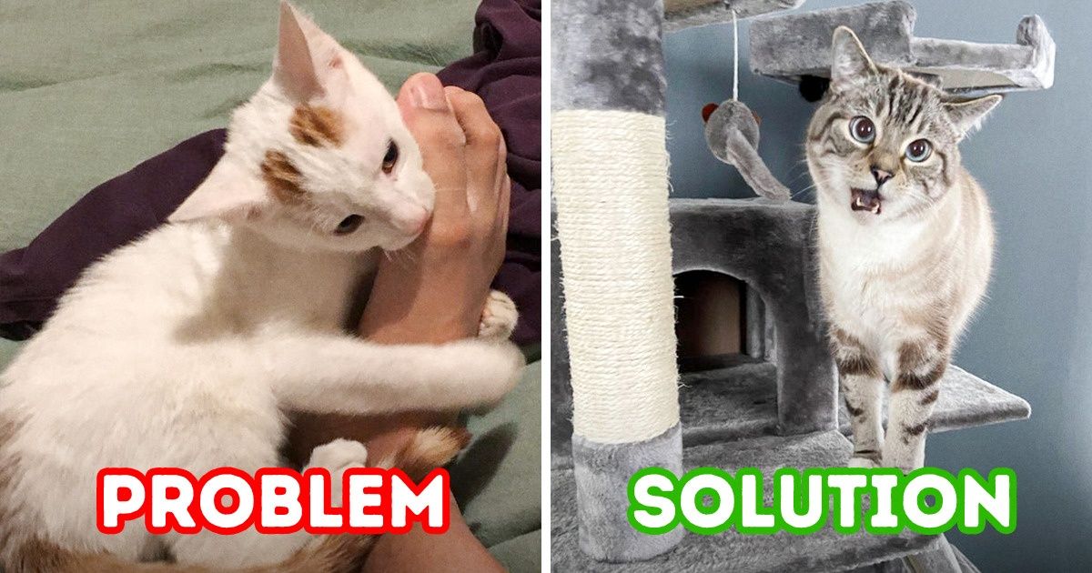Why Your Cat Bites Your Feet and How to Avoid It Why Your Cat Bites Your Feet and How to Avoid It