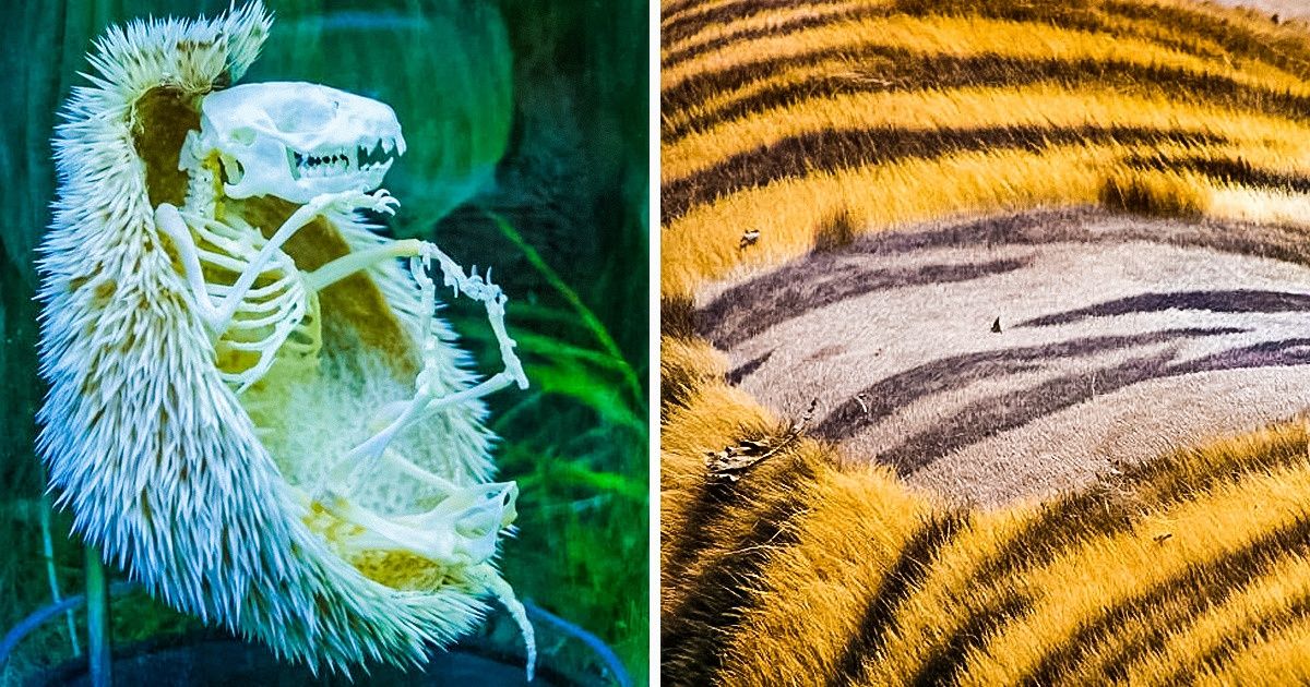 15 Eye-Opening Photos That Prove Nature Is Full of Mysteries 15 Eye-Opening Photos That Prove Nature Is Full of Mysteries